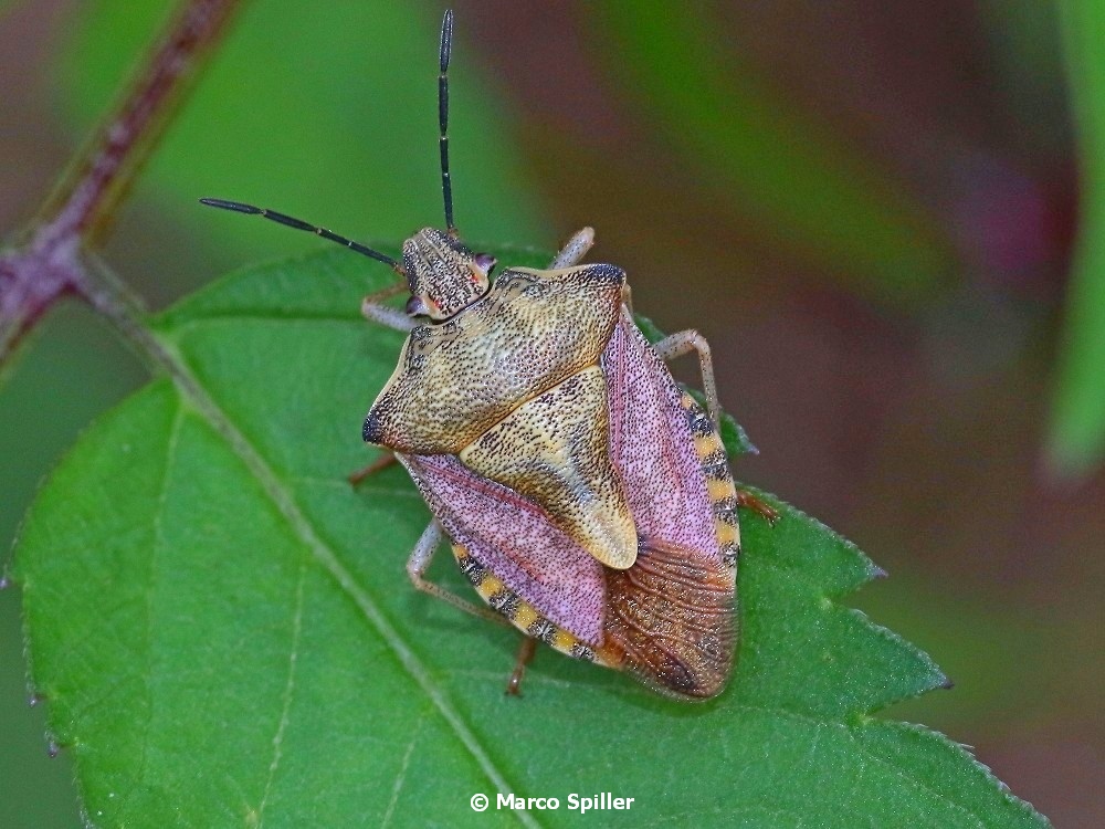 Carpocoris purpureipennis ?